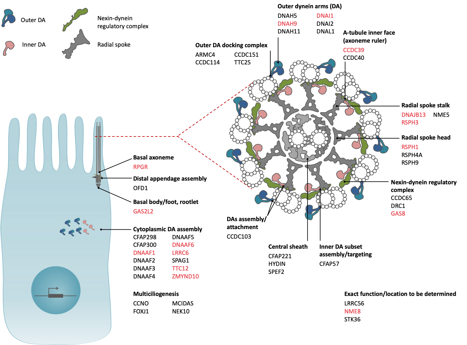 Figure 1. Location and function of the proteins encoded by the PCD genes. The gene implicated I PCD due to works of our lab are shown in red.