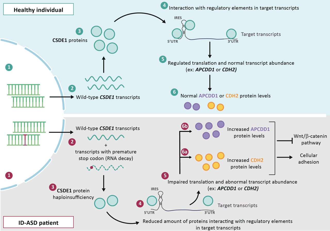 Pathophysiological model of the CSDE1-haploinsufficiencyrelated disease